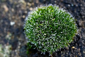 Nass29.jpg Nass29.jpg