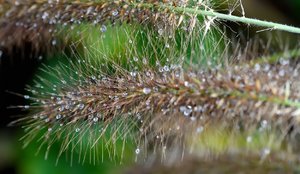 Nass32.jpg Nass32.jpg