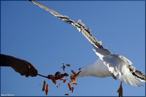 355 - Sardinien - 2017.jpg