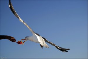 358 - Sardinien - 2017.jpg