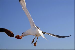 359 - Sardinien - 2017.jpg