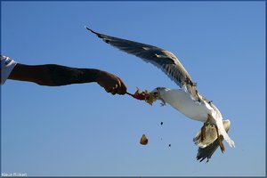 361 - Sardinien - 2017.jpg