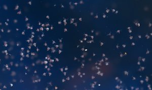 Nass23.jpg Nass23.jpg