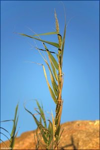 058 - Sardinien - 2017.jpg