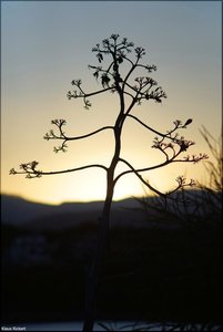 067 - Sardinien - 2017.jpg