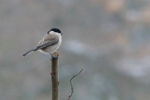 Forum DSC05985cr Nex5r + Orestegor 4,0 200mm ©PPf.jpg