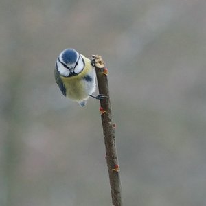 Forum DSC05987cr11 Nex5r + Orestegor 4,0 200mm ©PPf.jpg