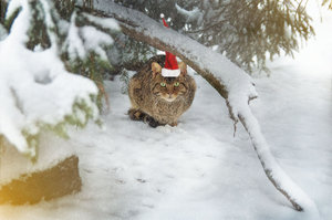 Wildkatze - Weinachtsmann-2-1200.jpg