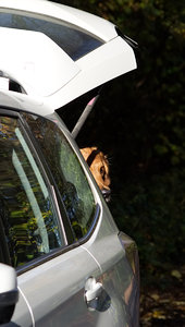 Yenko im Kofferraum.jpg