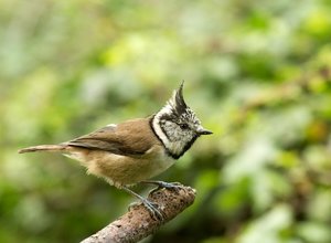 HaubMeisAst01200 (3).jpg