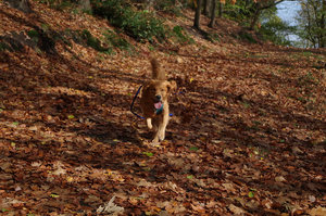 Herdecke goldener Golden.jpg