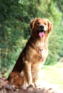 Yenko im Sitz.jpg Yenko im Sitz.jpg