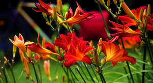 Lilien bearbeitet.jpg