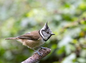 HaubMeisAst01200 (3).jpg