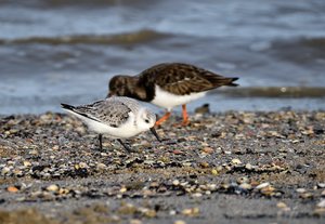 Schillig 1731.jpg Schillig 1731.jpg