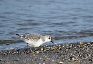 Schillig 1735.jpg Schillig 1735.jpg