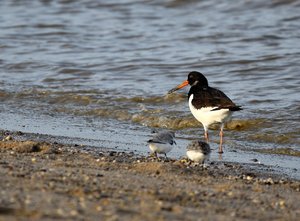 Schillig 1772.jpg Schillig 1772.jpg