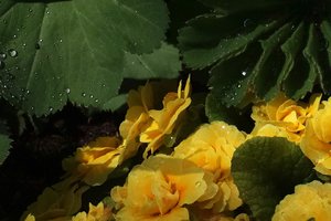 SDIM2300crop.jpg SDIM2300crop.jpg