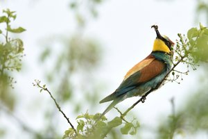 comp_DSC_1679 Bienenfresser.jpg