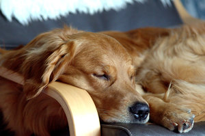 Yenko schläft Forum.jpg