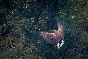 wildlife_36892173610_o Kopie.jpg wildlife_36892173610_o Kopie.jpg
