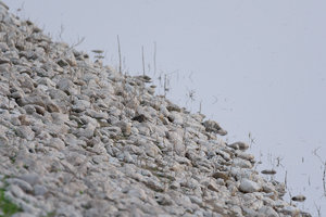 _dsc3708_36993884230_o Kopie.jpg _dsc3708_36993884230_o Kopie.jpg