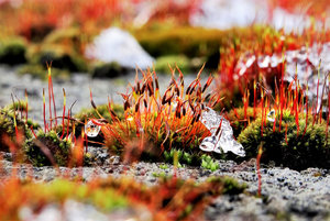 moosperlen - Kopie.jpg