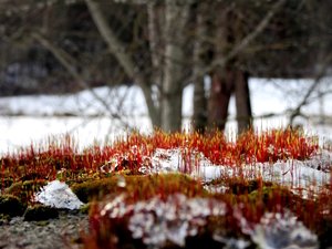 moosgras - Kopie.jpg