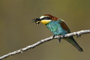 comp_DSC_7286 Bienenfresser Hummel.jpg