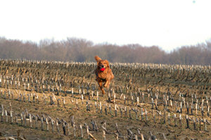 Yenko rennt Forum.jpg