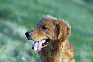 Yenko Portrait 1 Forum.jpg