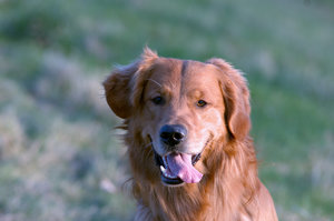 Yenko Portrait 3 Forum.jpg