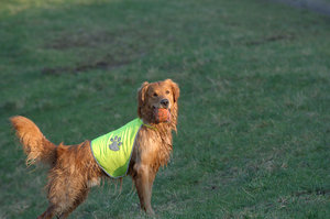 Yenko Portrait 4 Forum.jpg