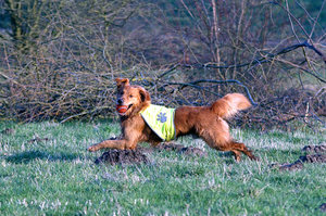 Yenko Portrait 6 Forum.jpg