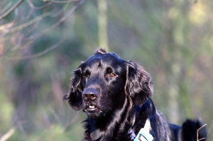 Camaro Protrait 1.jpg