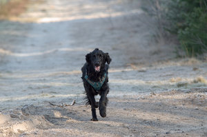 Camaro Protrait 3.jpg