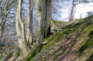 Lavesum Spaziergang Wurzel 1.jpg