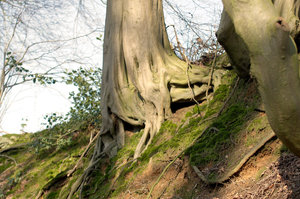 Lavesum Spaziergang Wurzel 3.jpg