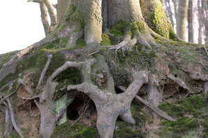 Lavesum Spaziergang Wurzel 4.jpg