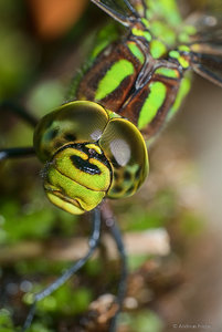 200_1548_SHARPEN projects.jpg