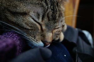 FB DSC09280 Nex5r + Exakta 35-70mm ©PPf.jpg