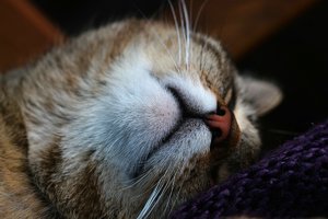 FB DSC09293tw Nex5r + Viv 3,5 70-210mm ©PPf.jpg