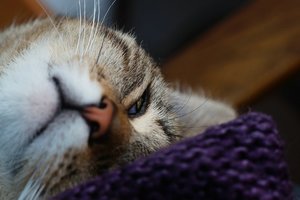 FB DSC09294 Nex5r + Viv 3,5 70-210mm ©PPf.jpg