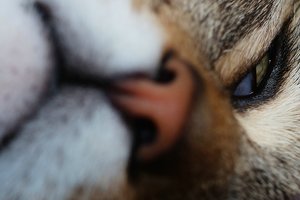 FB DSC09294cr Nex5r + Viv 3,5 70-210mm_1 ©PPf.jpg