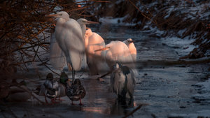 _MG_6313.jpg _MG_6313.jpg