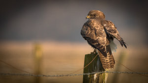 _MG_6846-2.jpg _MG_6846-2.jpg