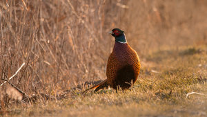 _MG_7020.jpg _MG_7020.jpg