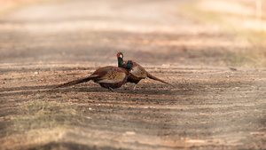 _MG_7730-Bearbeitet-2.jpg _MG_7730-Bearbeitet-2.jpg