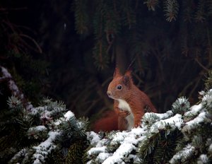 EichhornTanSchnee1.jpg