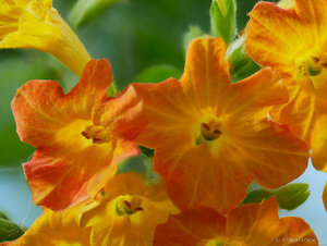 2018-03-04 13-21-52 (B,Radius8,Smoothing4).jpg